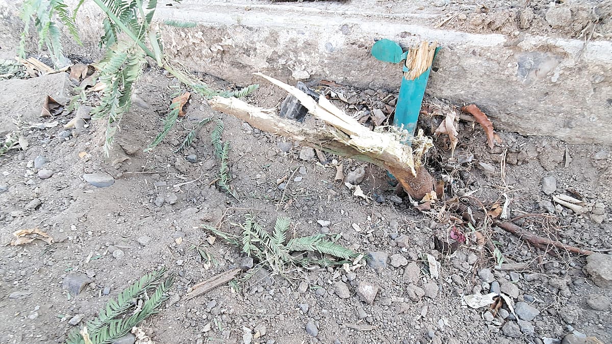 Muchos de estos árboles superan los 15 metros de altura, lo que incrementa su impacto en el entorno urbano. Foto: Cortesía GH.