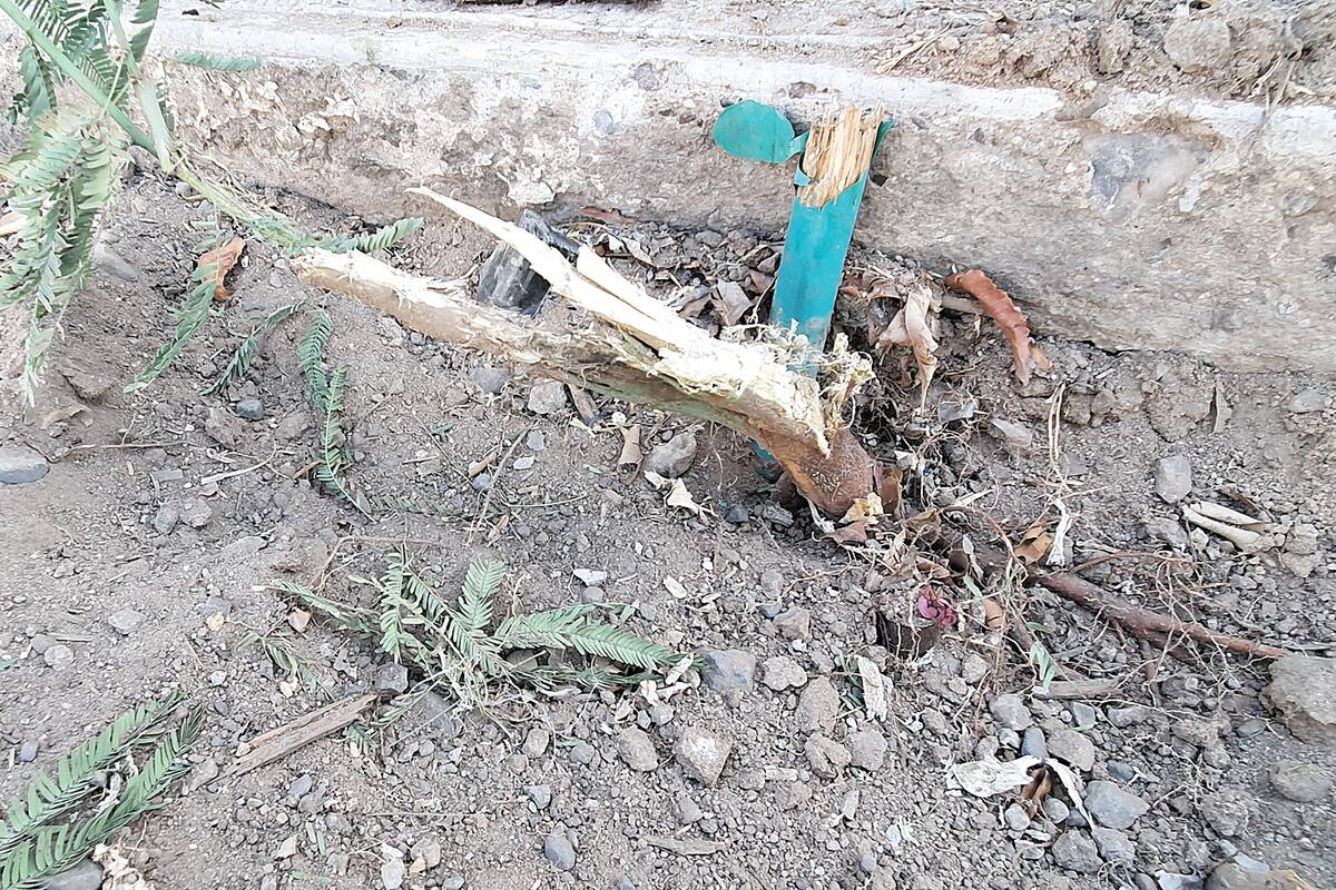 Reportan tala de 15 árboles en Hermosillo