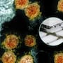 Una inteligencia artificial logró crear por primera vez virus funcionales desde cero, un avance que podría ayudar a combatir infecciones resistentes a antibióticos y obliga a replantear los límites de la bioseguridad