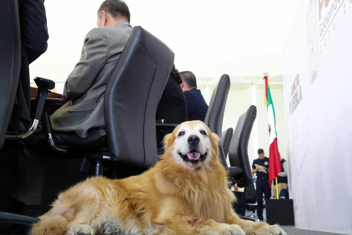 El funcionario más fiel: Gobernador de Puebla designa a su perro Tommy como director simbólico de Bienestar Animal