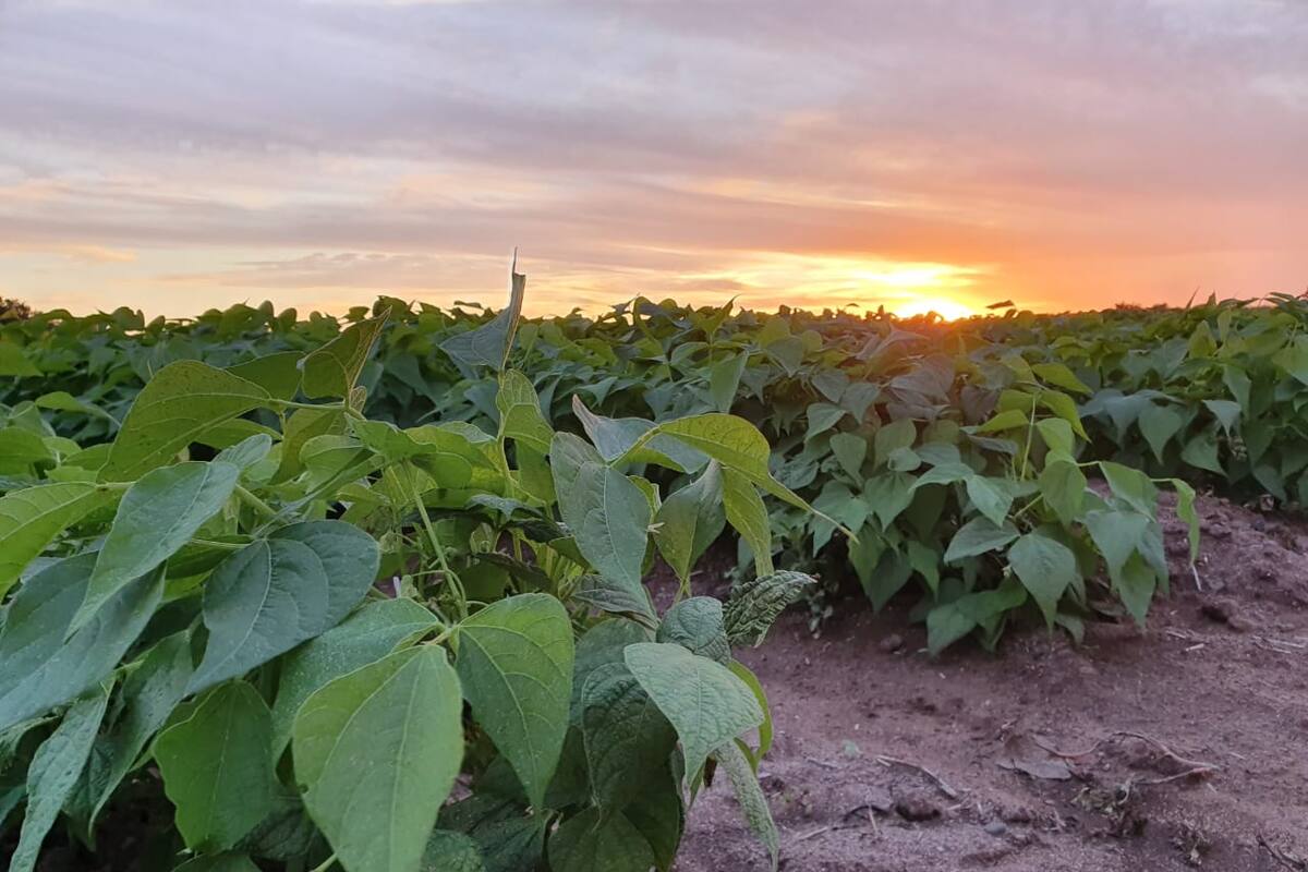 “Pega” más falta de agua en regiones agropecuarias
