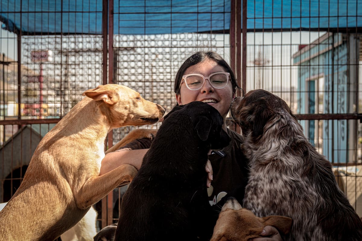 “For Happy Tails” enfrenta saturación y se sostiene con donaciones mientras promueve adopciones responsables. Foto: Leonardo Reyes
