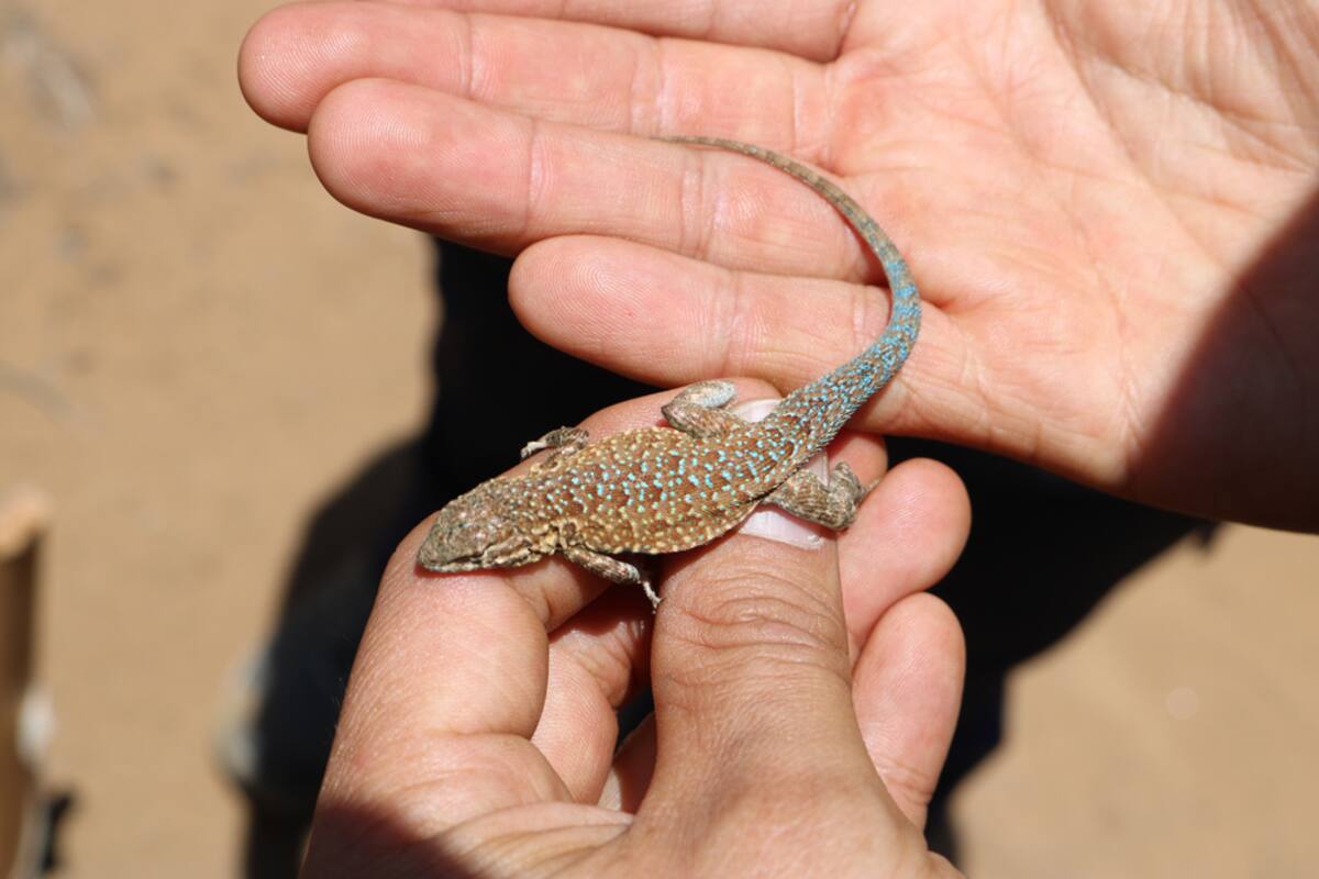 Registran el estado de la flora y fauna de Ensenada y San Quintín