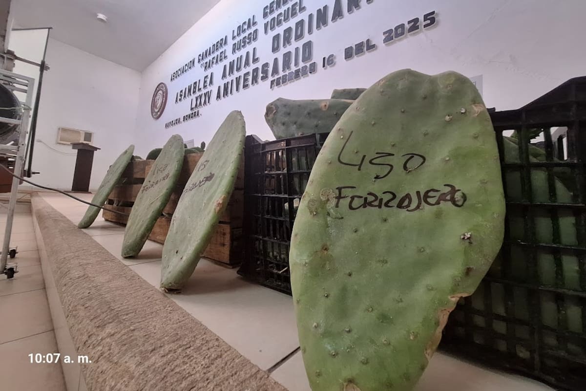 Impulsan en el Sur de Sonora el nopal forrajero para enfrentar la sequía