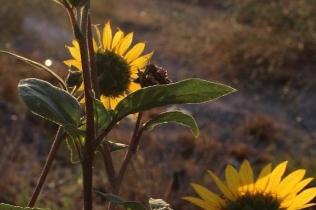 Equinoccio de Primavera 2022: Qué es y cuándo ocurrirá en México