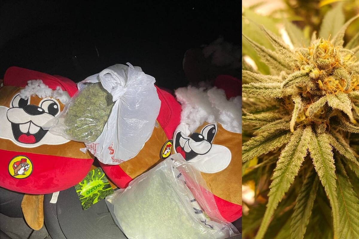 Encuentran droga dentro de peluches de niños en Texas; lo descubren por el fuerte olor a marihuana