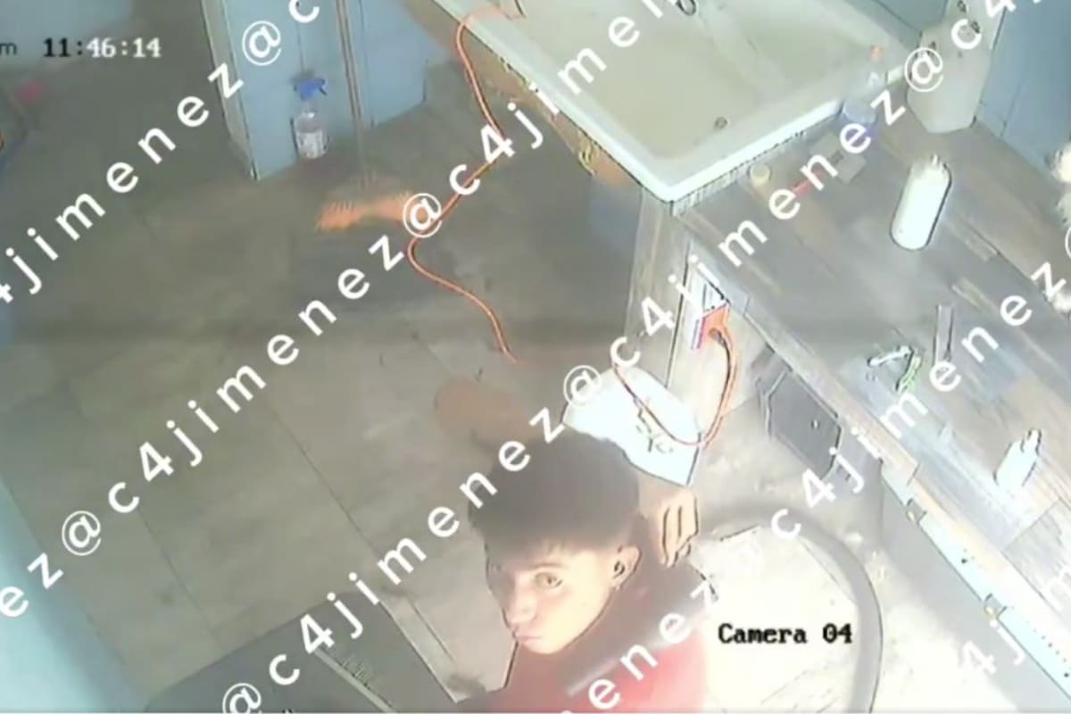 Difunden video del caso Coco, el pomerania que murió en un spa de la Roma Sur