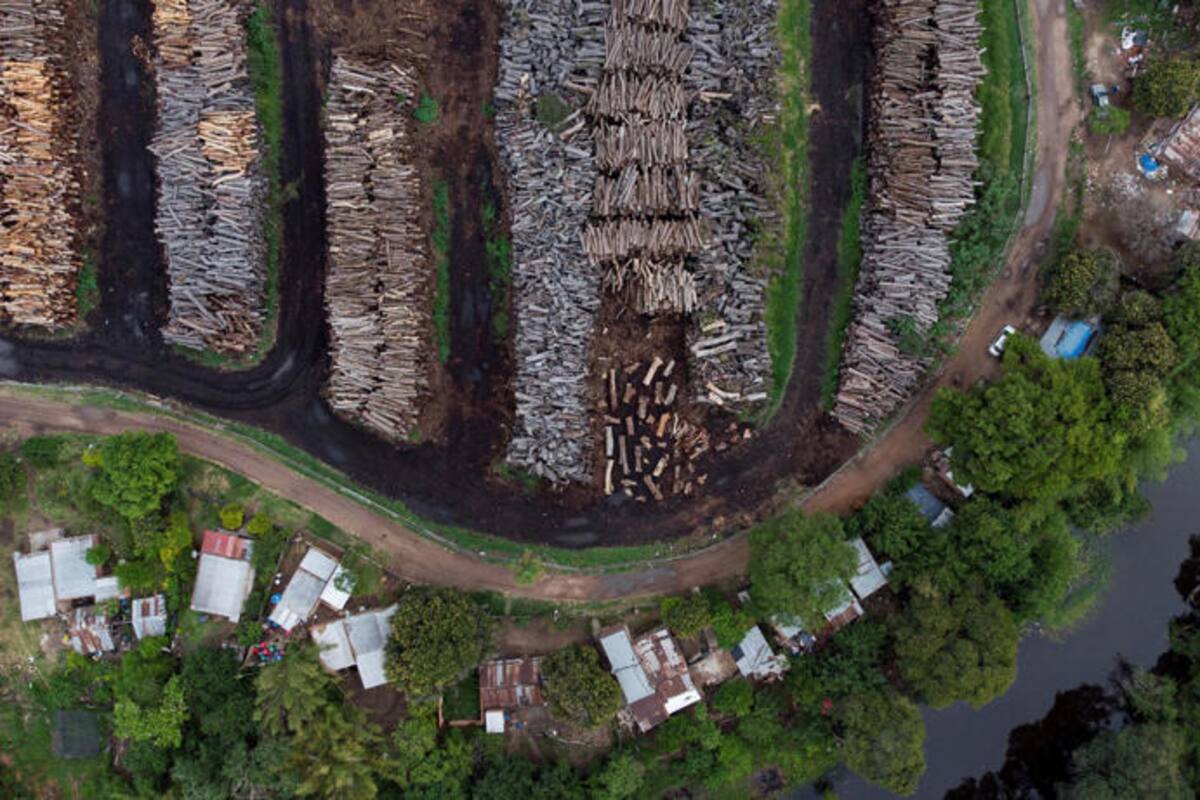 Destruyen 150,000 hectáreas más en el Gran Chaco sudamericano