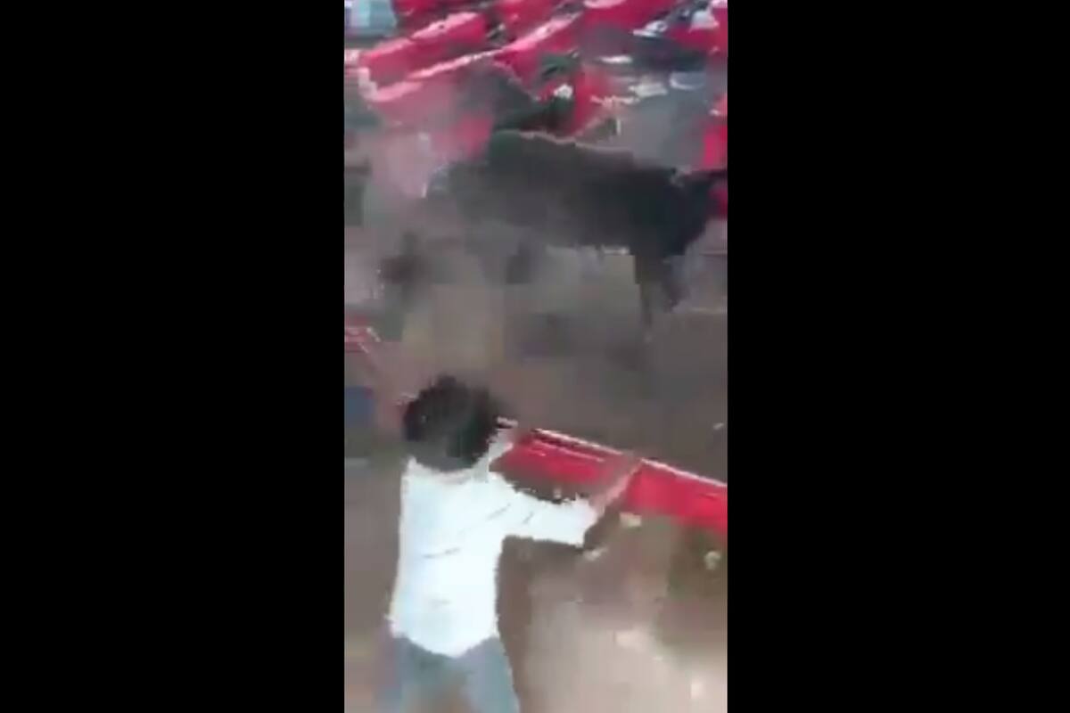 Michoacán: Al menos diez personas lesionadas al ser atacadas por un toro durante jaripeo