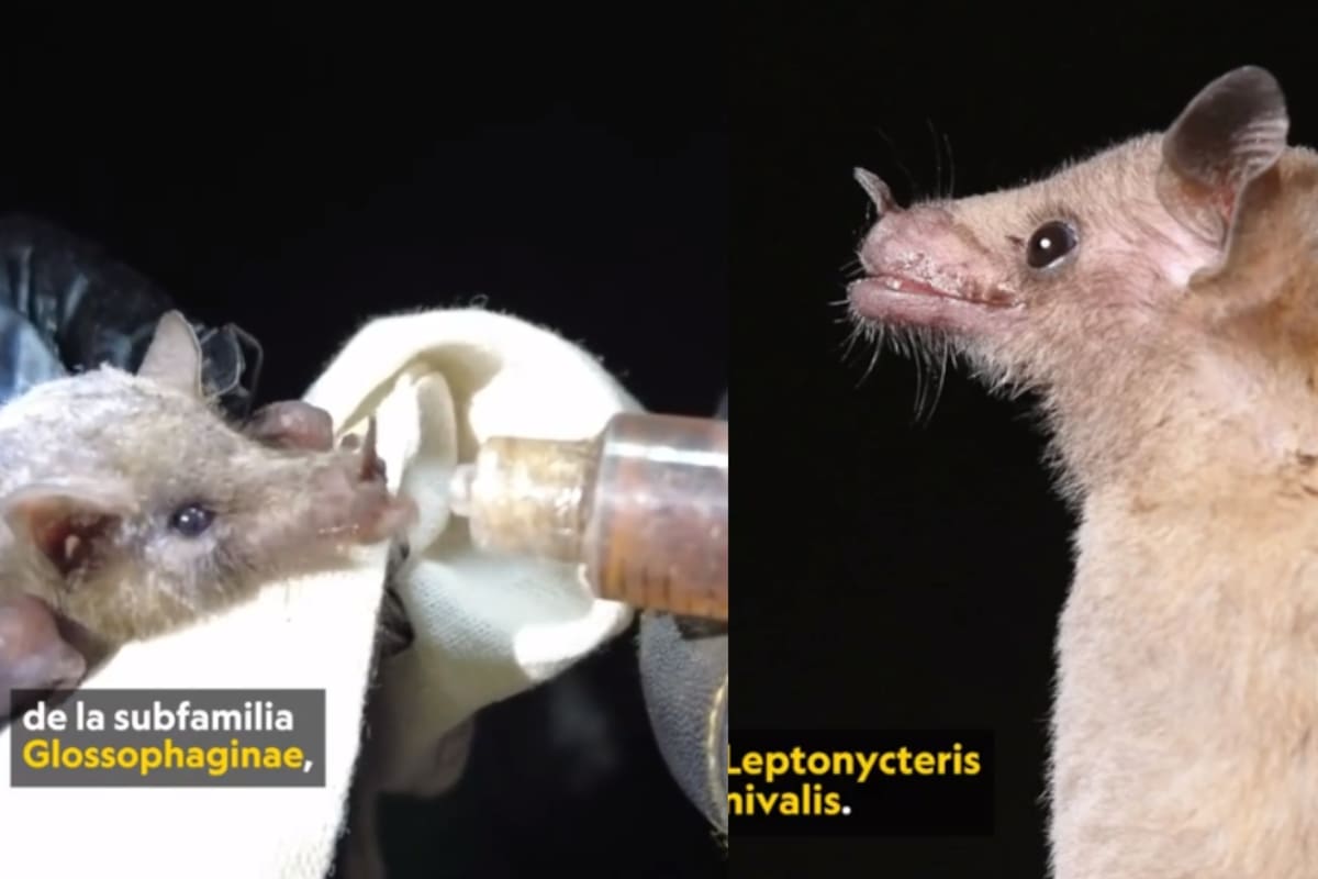 ¿Sabías que también los murciélagos son polinizadores? Estos son dos de las especies más importantes