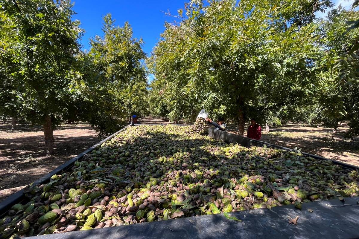 Gana terreno cultivo de nuez en Norte de Sonora