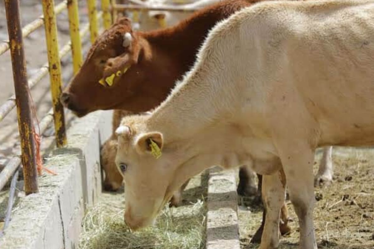 Listos productores del VY para enviar ganado a la frontera; esperan permisos y reapertura de Nogales