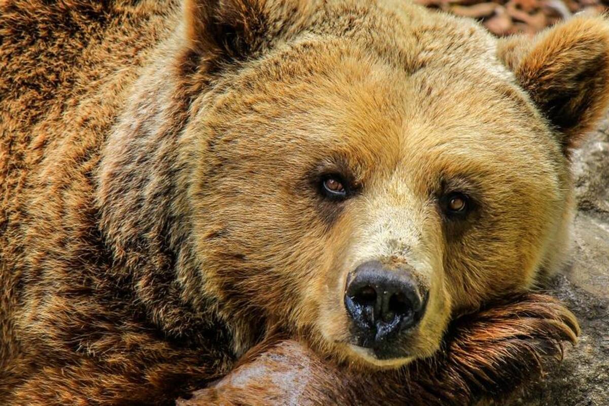 Mujer hiere de bala a cazador que era atacado por oso