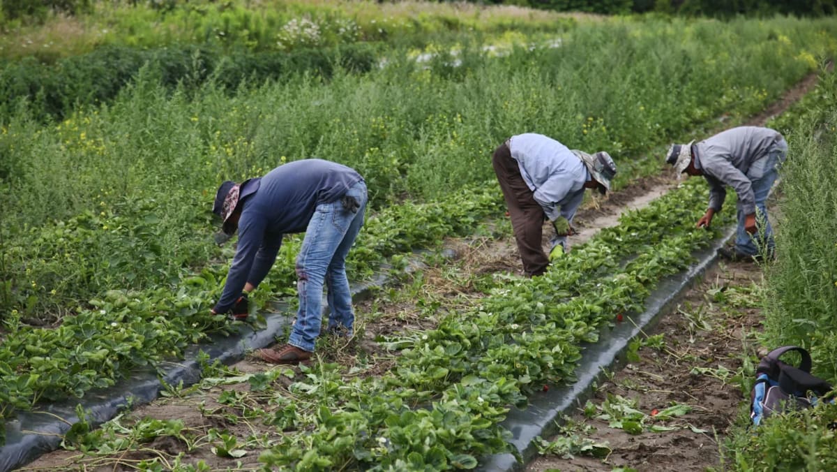 Trabajadores migrantes eliminan las malas hierbas que rodean las plantas de fresas en una granja en Markham, Ontario, en 2023. / Getty Images.
