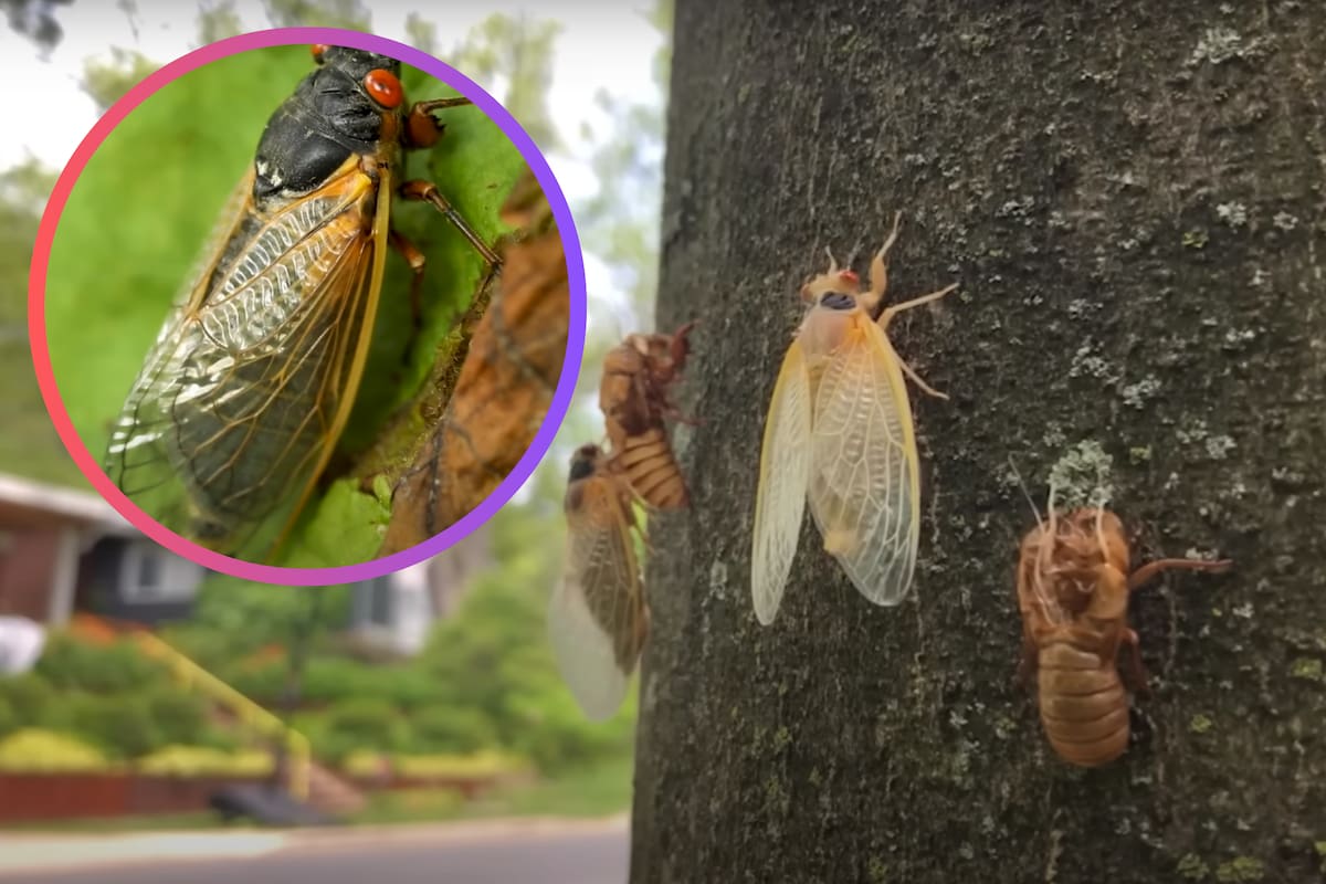 Esta es la importancia de las cigarras en el ecosistema