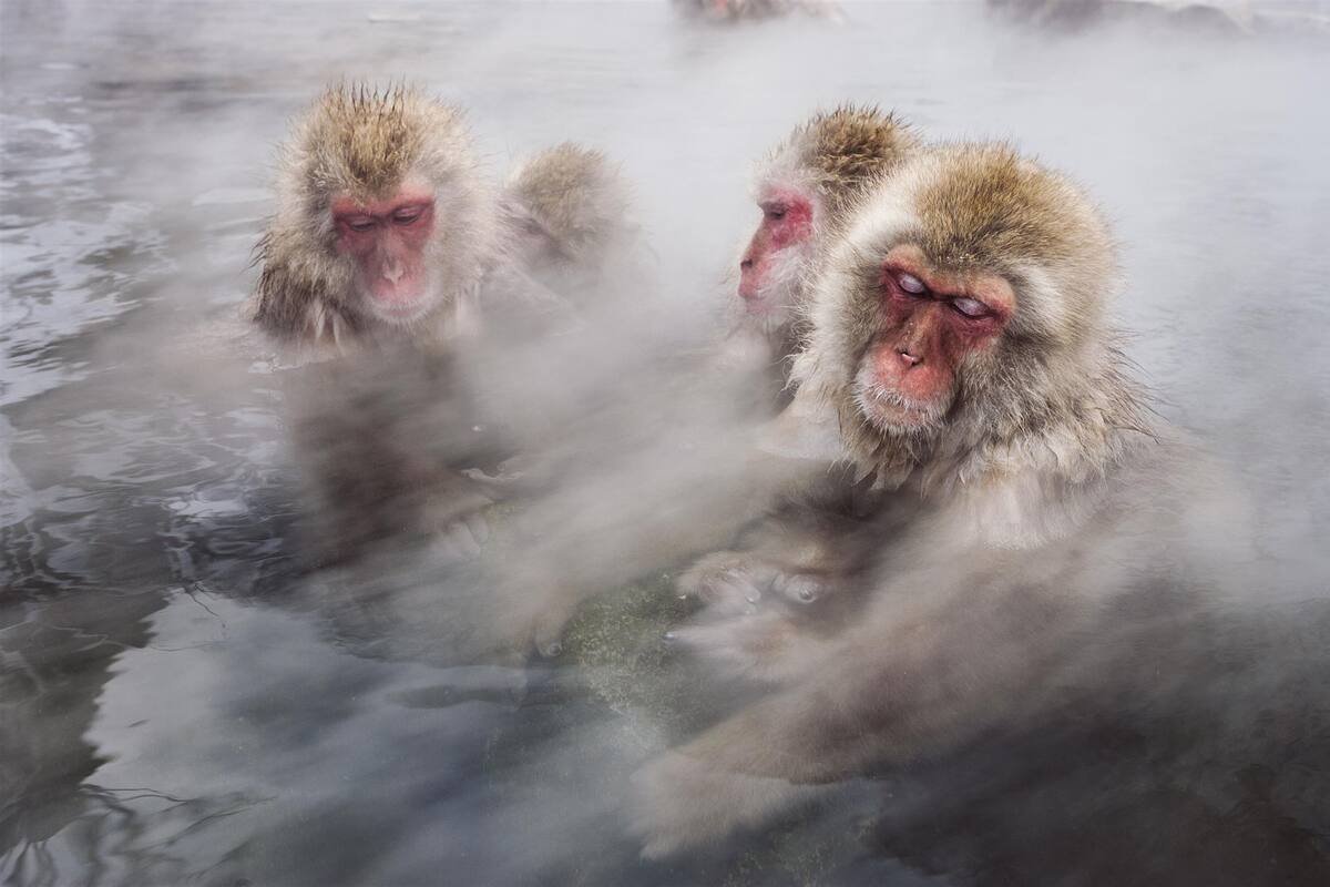 Imagen tomada de National Geographic