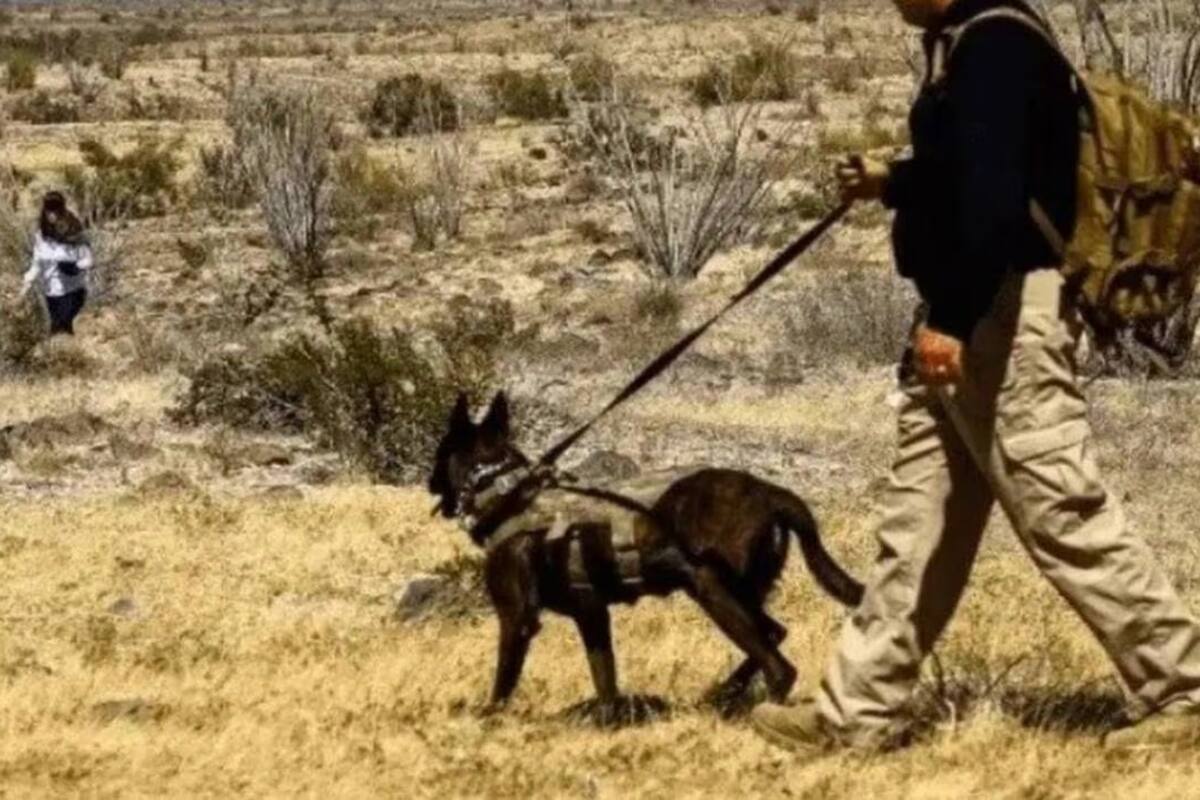 Fiscal para Búsqueda de Desaparecidos será nombrado “en estos días”