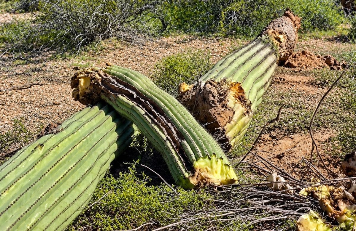 Sahuaros dañados en Arizona. La Nación Tohono O’odham considera a estas plantas sagradas y parte de su familia, y exige su protección ante las obras del muro fronterizo. FOTO: MANUEL JIMÉNEZ