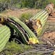 Continúan batalla legal para frenar la construcción del muro