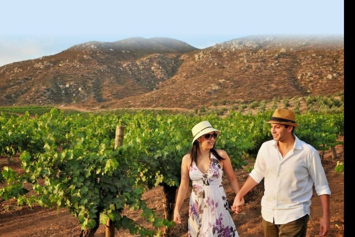 Valle de Guadalupe impulsa turismo con vinicultura: CCEE