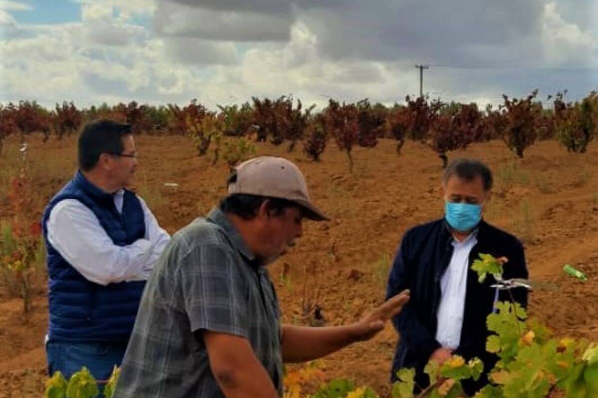 Revisaron autoridades federales la plaga del Piojo Harinoso de la Vid en Baja California