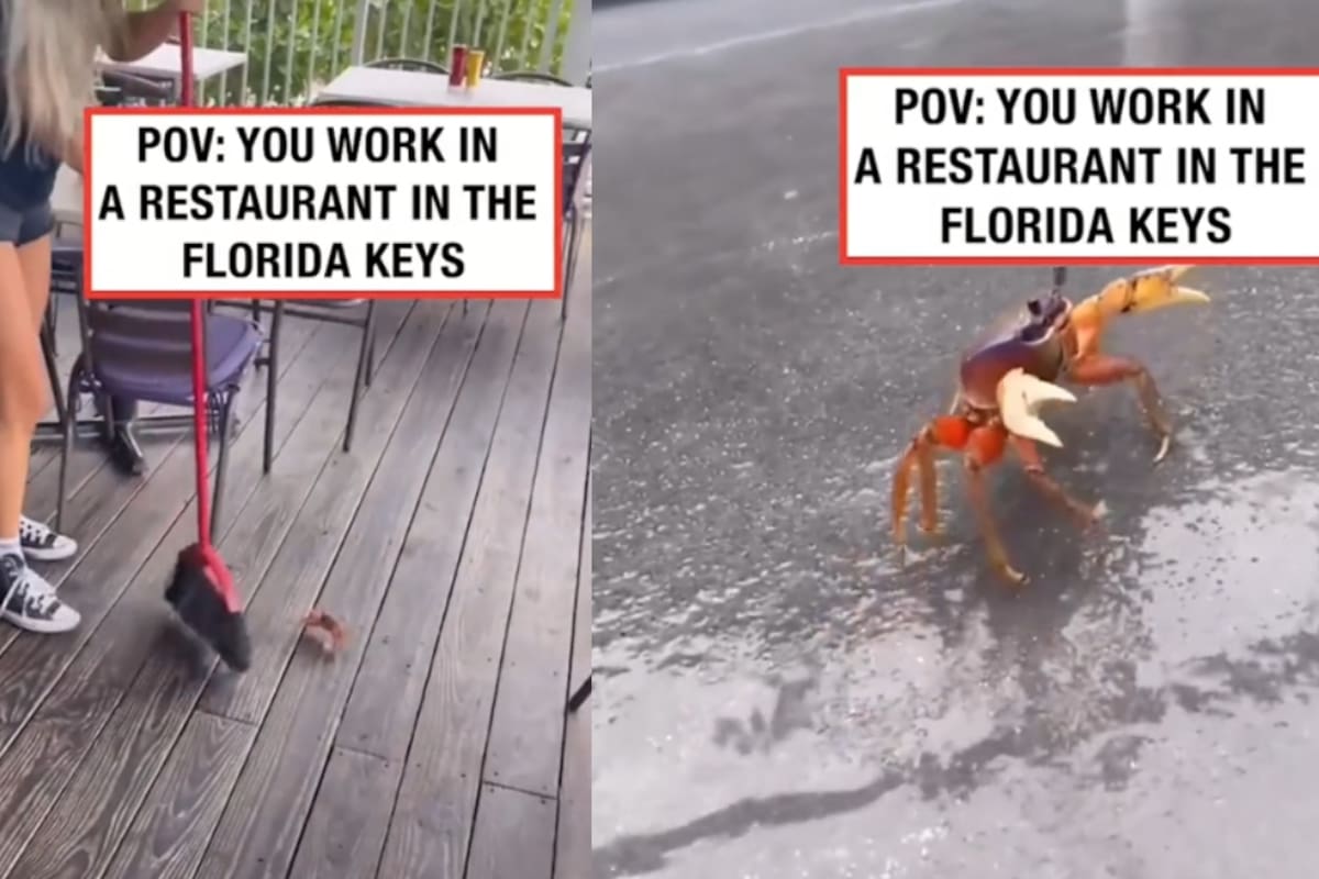 “Don Cangrejo quería de vuelta su dinero”: Restaurante en Florida expulsa a cangrejos que se colaron en las instalaciones