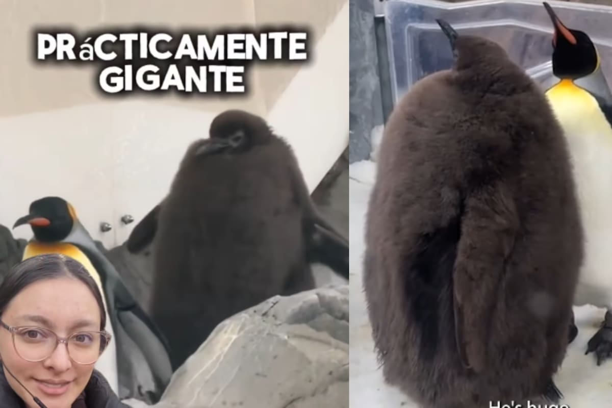 Conoce a Pesto: el gran pinguino bebe de 21 kilogramos que se ha vuelto viral