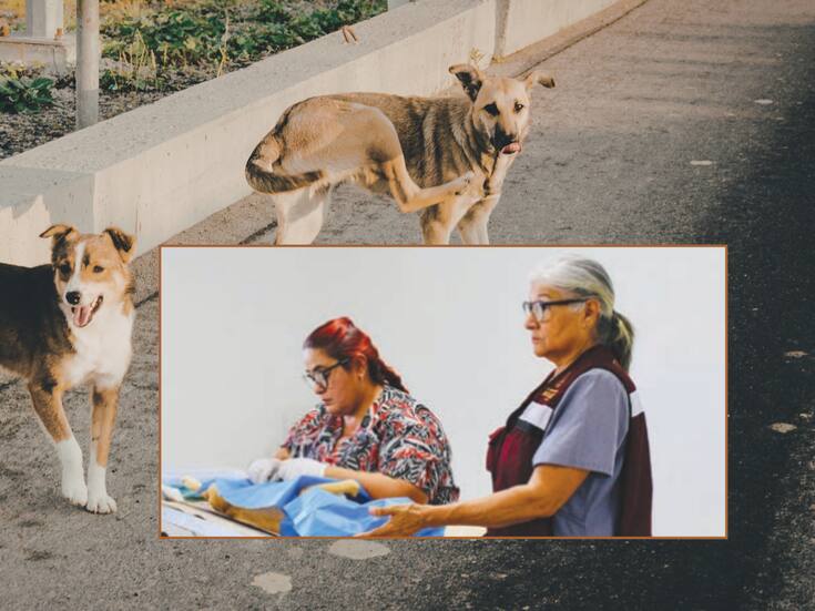 Realizan jornada masiva de esterilización en Nogales