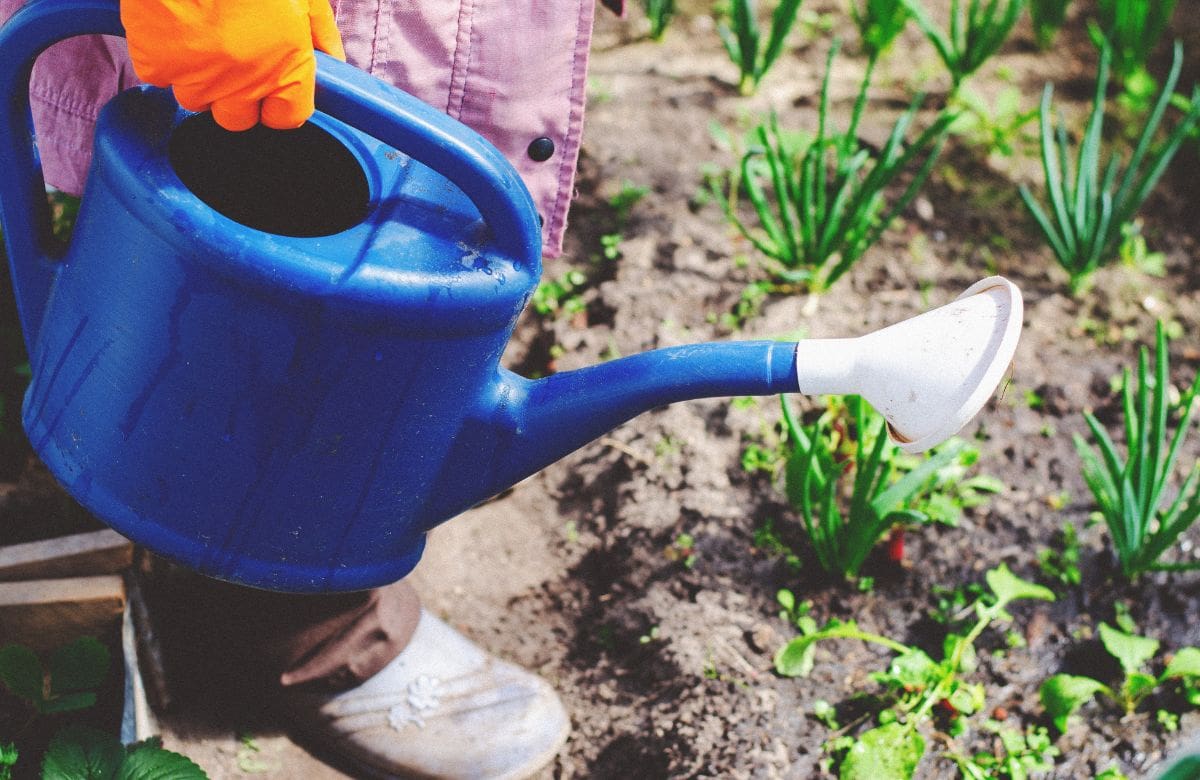 Las frutas y verduras que debes sembrar en mayo para aprovechar las altas temperaturas y evitar que tu huerto casero se seque antes del verano | Foto: Especial (canva)