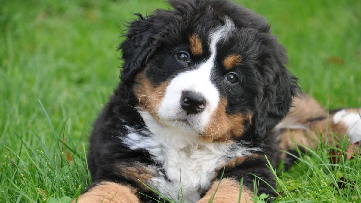 De acuerdo con la Biblioteca Nacional de Medicina de los Institutos Nacionales de Salud (NIH), la epilepsia idiopática canina suele presentarse entre el primer y quinto año de vida y afecta tanto a perros de raza como mestizos. Foto: Especial (canva)