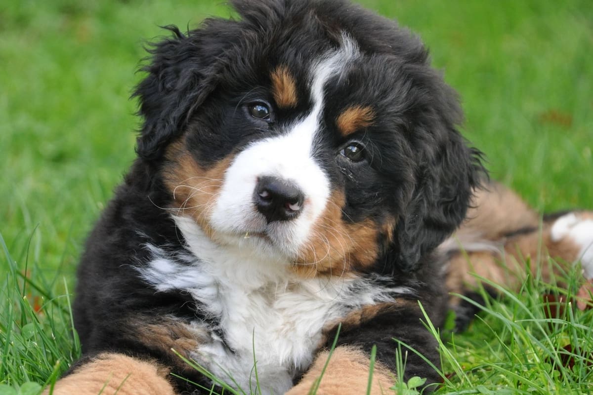 Por qué algunos perros aprenden palabras al escuchar conversaciones humanas y por qué esta habilidad no se presenta en todos los casos