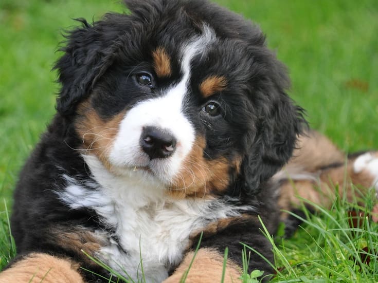 Por qué algunos perros aprenden palabras al escuchar conversaciones humanas y por qué esta habilidad no se presenta en todos los casos