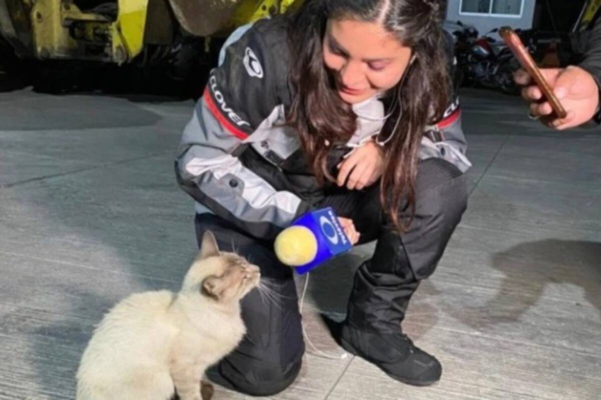 Reportera “entrevista” a un gato en Xochimilco, vuelve viral
