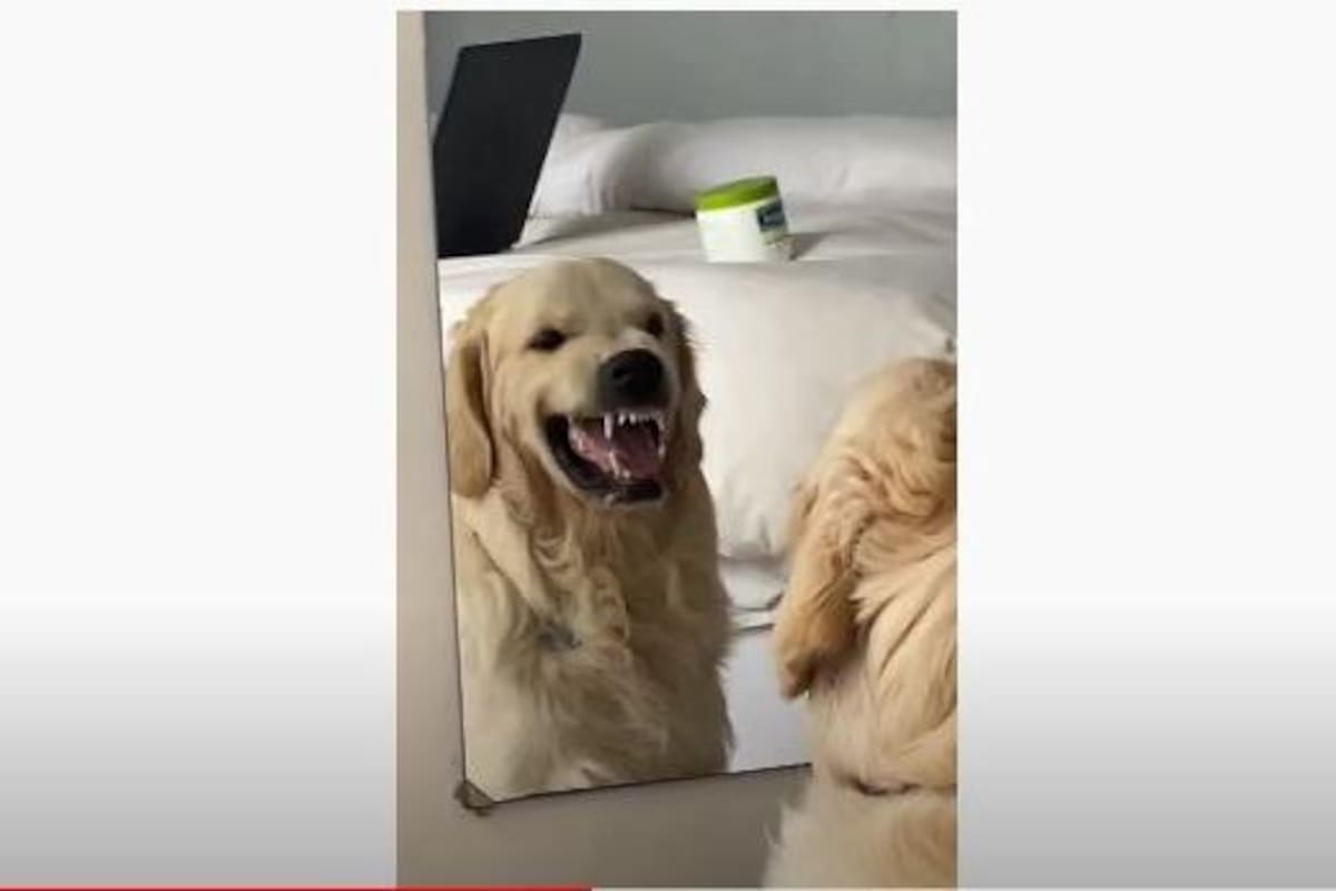 VIDEO: Perro tiene una extraña reacción al verse al espejo