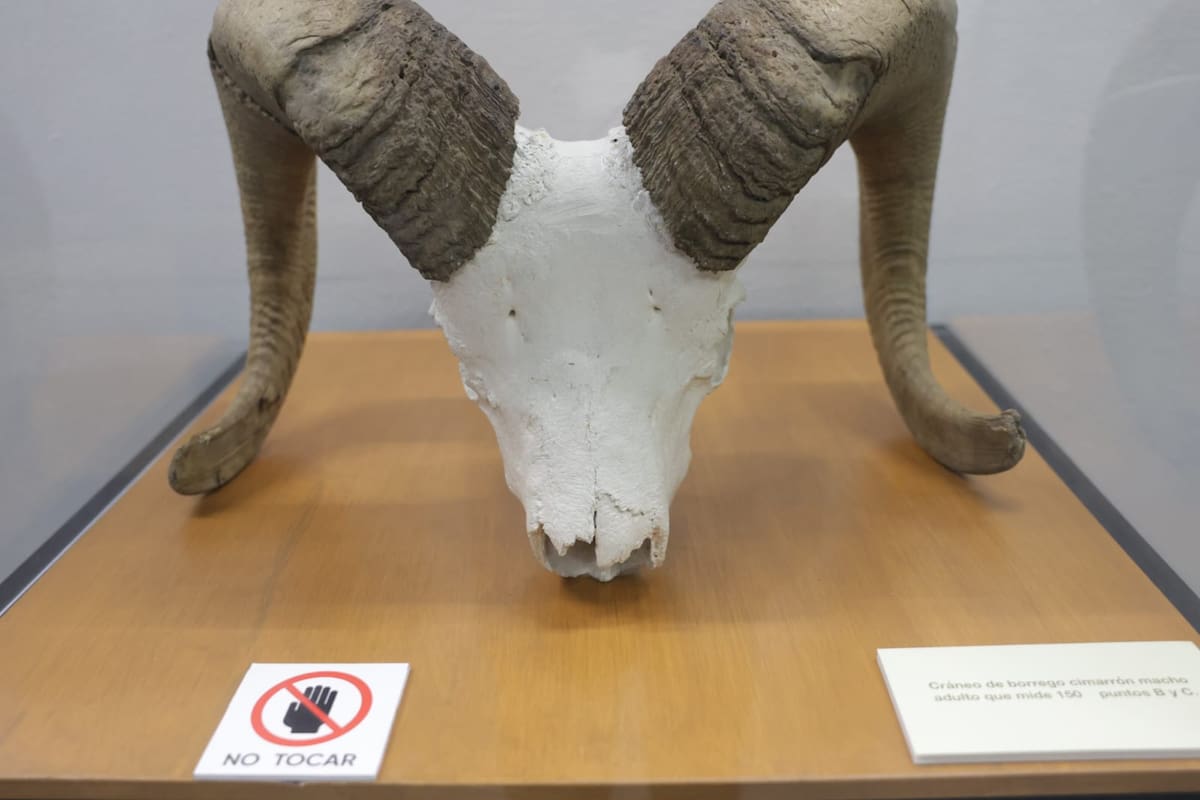 Más de mil borregos cimarrones habitan actualmente en BC; especie se mantiene fuera de peligro de extinción