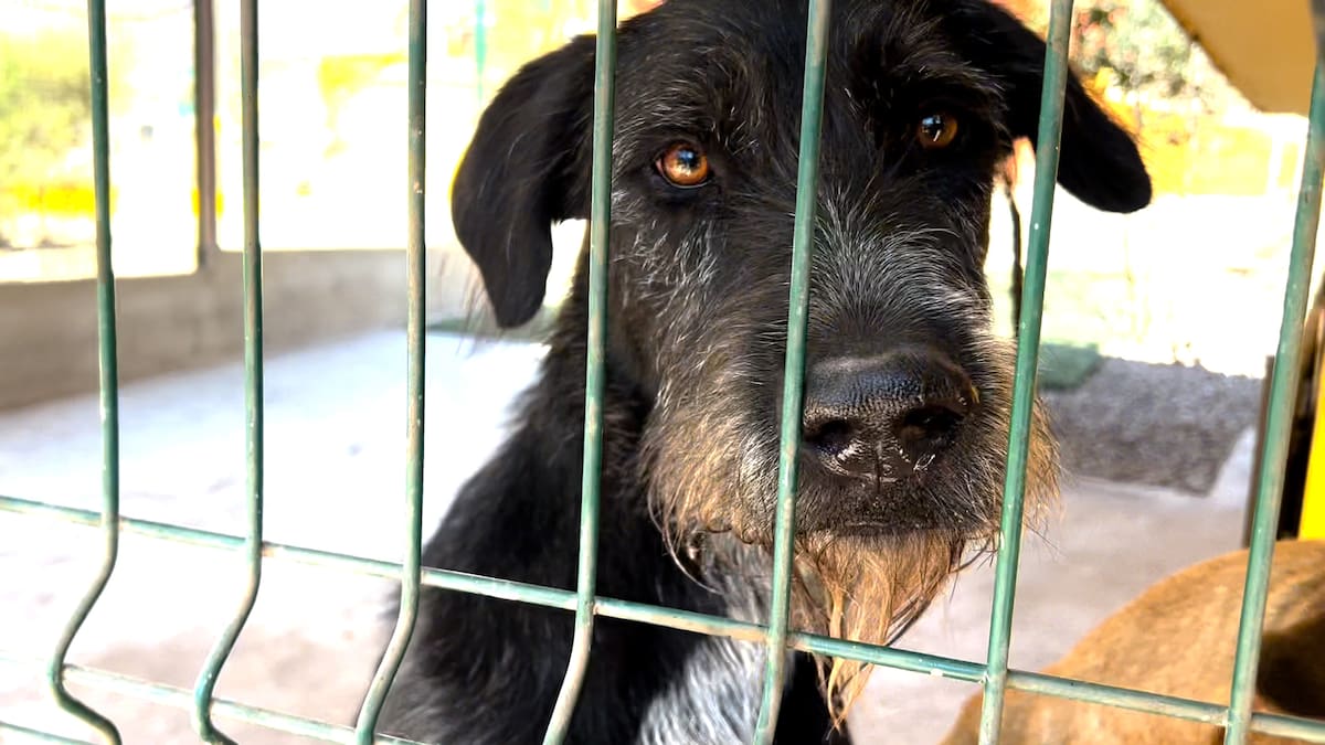 Hoy el espacio alberga más de 120 perros, además de dos caballos y un cerdito, que convive con una de las villas caninas. Foto: Leonardo González