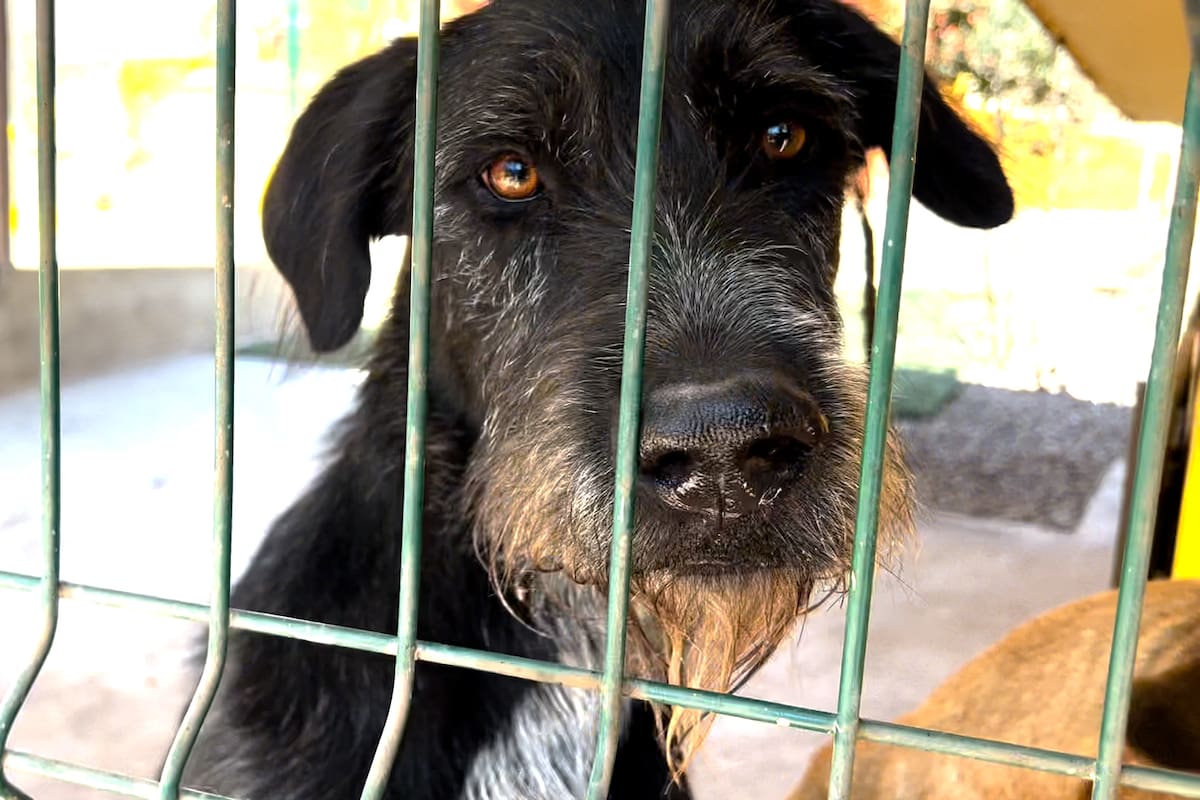 Buscan al responsable que donó croquetas envenenadas y mató a seis perros en León