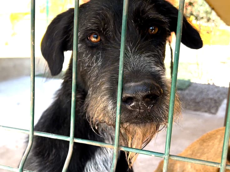 Buscan al responsable que donó croquetas envenenadas y mató a seis perros en León
