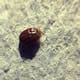 Rickettsia cobra una vida en San Luis Río Colorado; Sonora suma 57 muertes en 2026