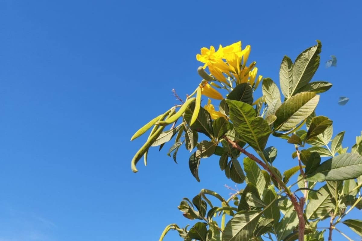 Mexicali comenzará a sentir el calor; máxima de 37 grados y vientos fuertes del jueves al lunes