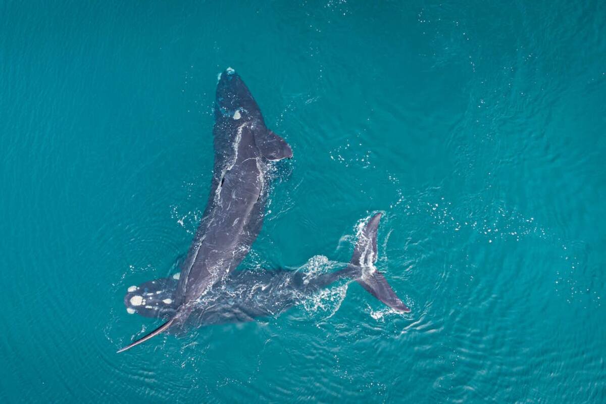 Descubren fenómeno de alomaternidad en ballenas francas australianas