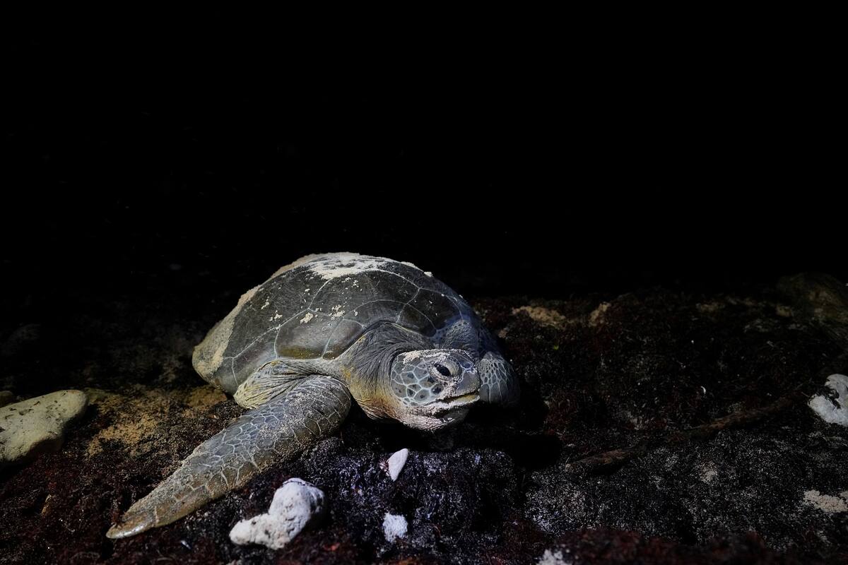 Tortugas marinas no pueden escapar del cambio climático