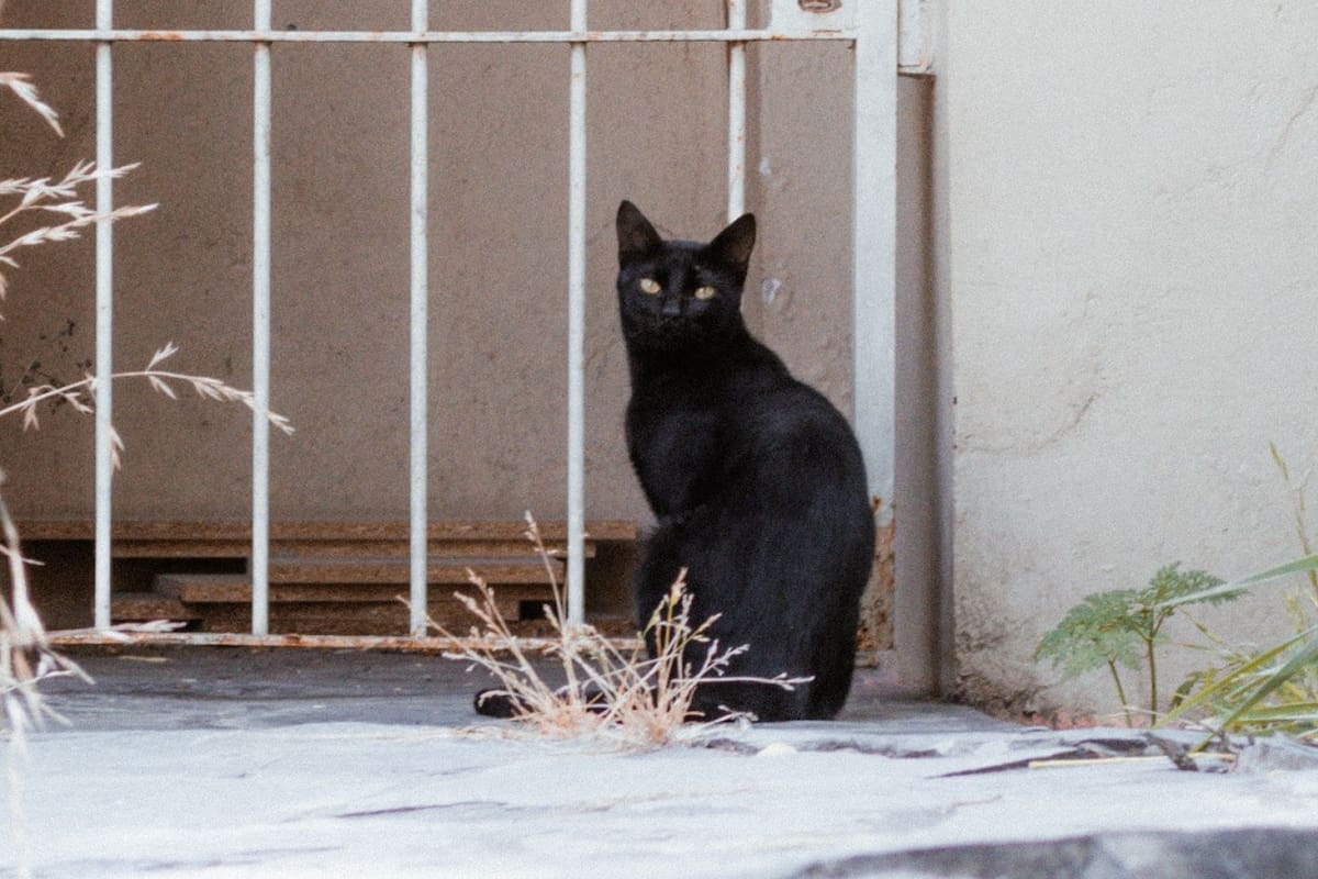 Halloween en Tijuana: piden proteger a gatos negros y perros pequeños