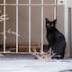 Halloween: piden proteger a gatos negros y perros