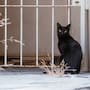 Halloween en Tijuana: piden proteger a gatos negros y perros pequeños