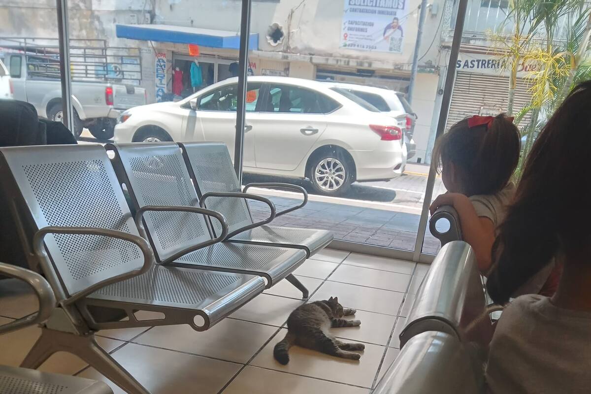 Ricardo Salinas Pliego protege a gatito del calor en una tienda Elektra de Veracruz