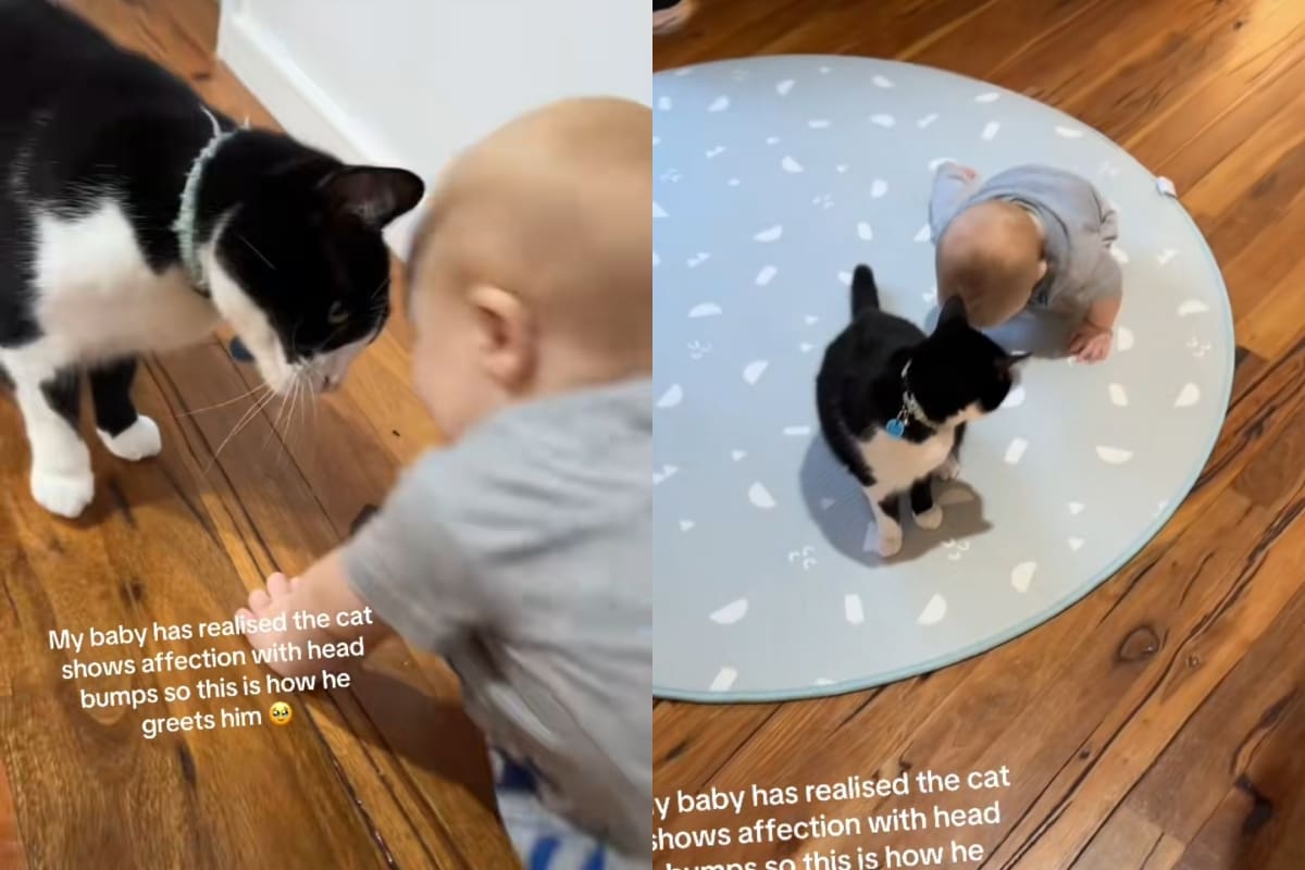 VIRAL: bebé logra imitar a su gato para que éste le de cariño cada vez que lo ve