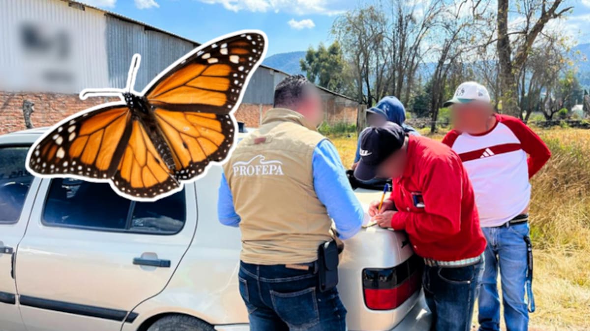 Crean 13 comités comunitarios para proteger los bosques de la Mariposa Monarca en Michoacán