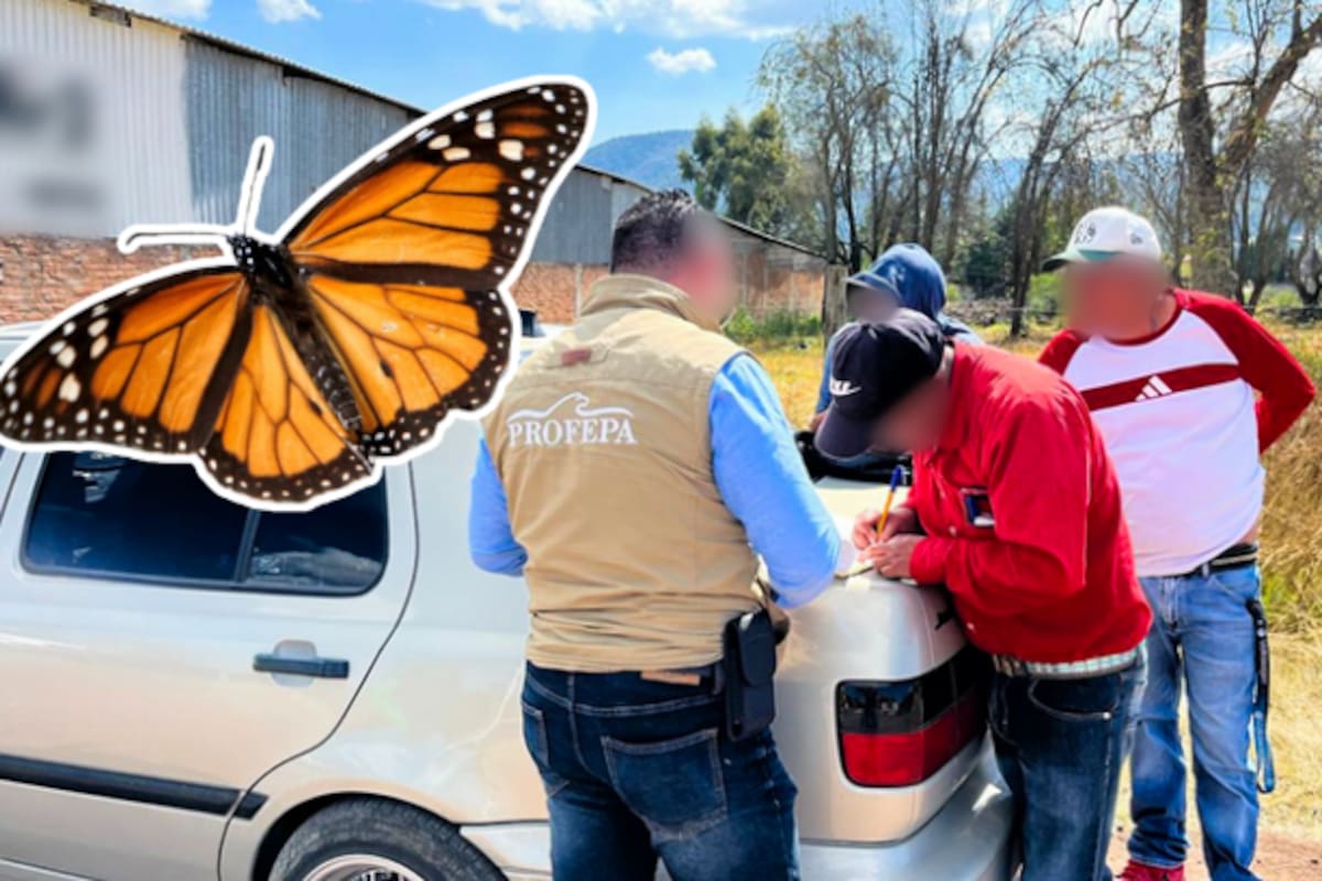 Crean 13 comités comunitarios para proteger los bosques de la Mariposa Monarca en Michoacán