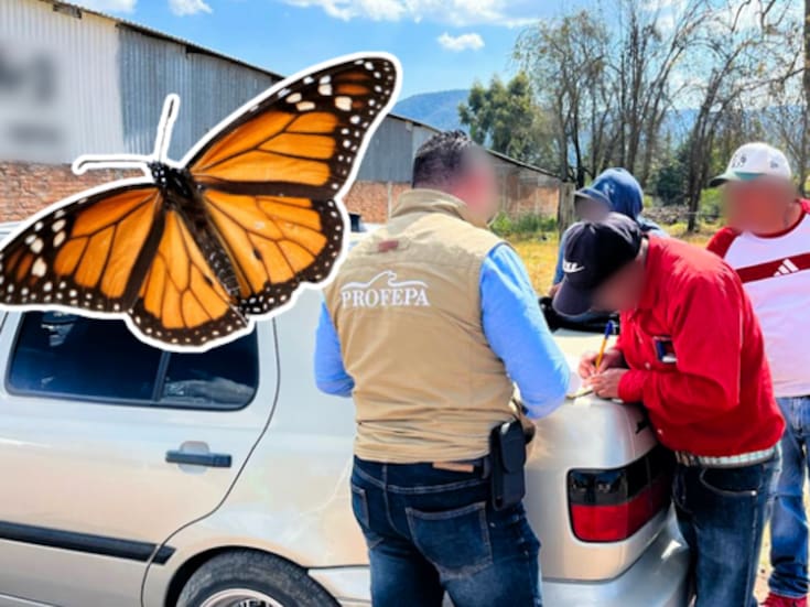 Crean 13 comités comunitarios para proteger los bosques de la Mariposa Monarca en Michoacán
